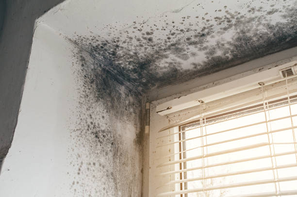 Affordable Mold Remediation solutions in Wharton, NJ
